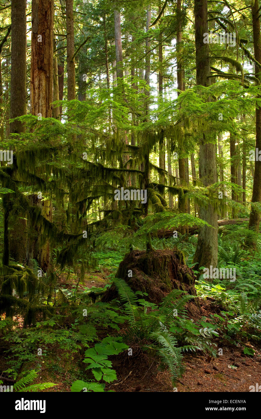 Dans l'arbre féerique moussus Cathedral Grove, l'île de Vancouver, C.-B. Banque D'Images