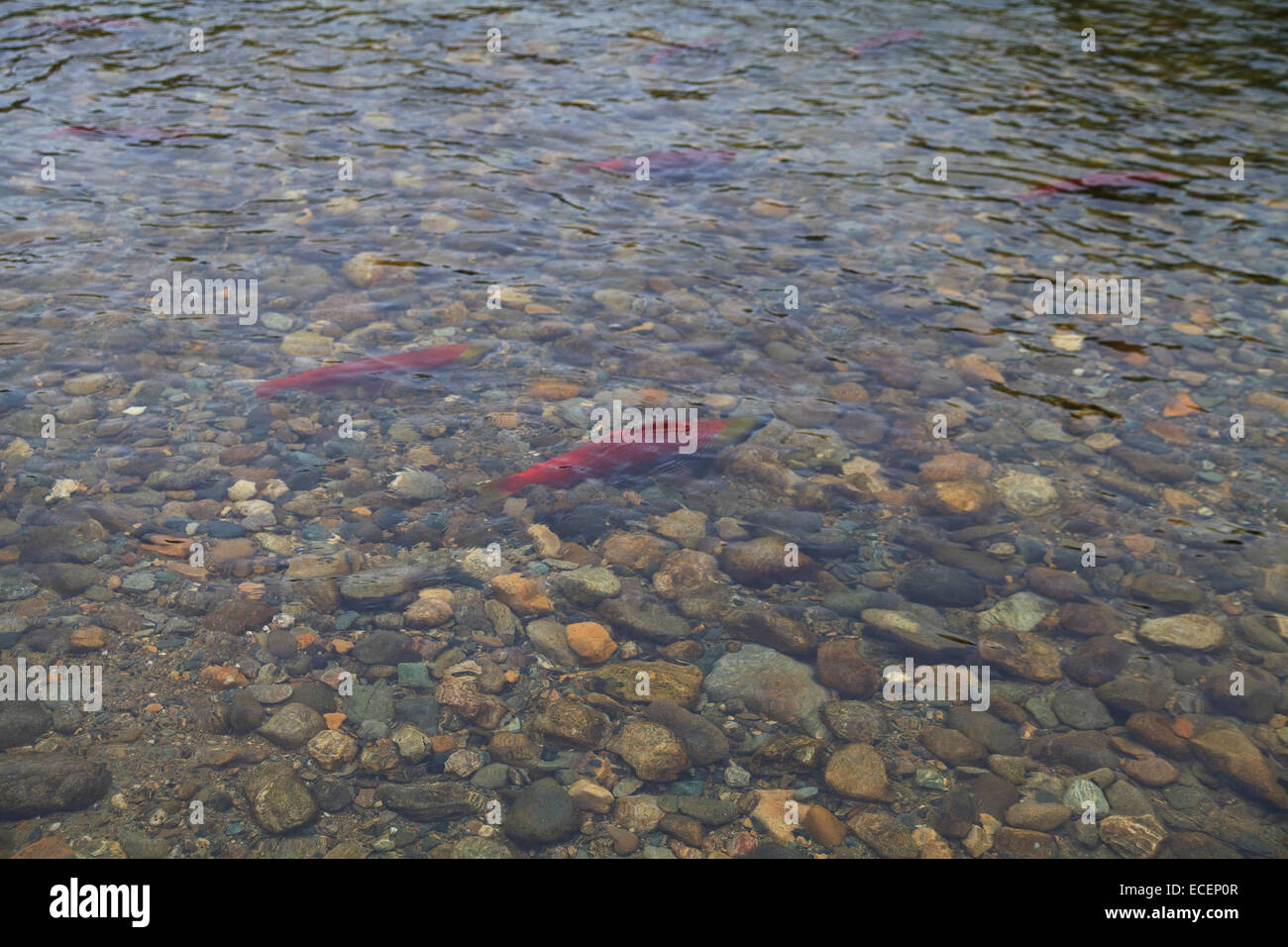 Adams River Salmon Run 2014 Banque D'Images