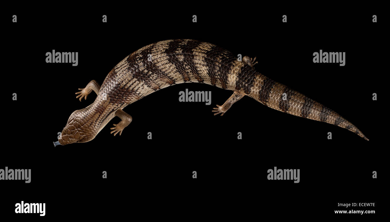 Lézard langue bleue Banque D'Images