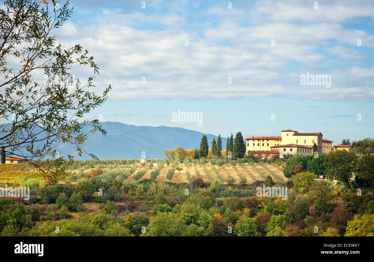 Colline toscane typique, avec des cyprès, oliviers et vignobles. Photographié dans la province d'Arezzo, Italie. Banque D'Images