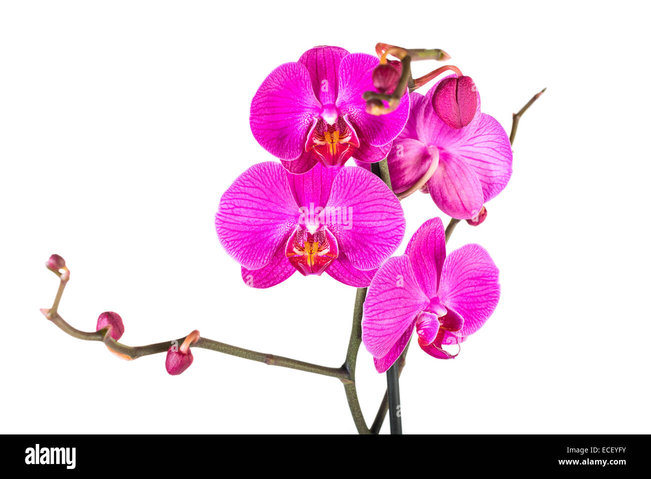 Pink orchid isolated on white Banque D'Images