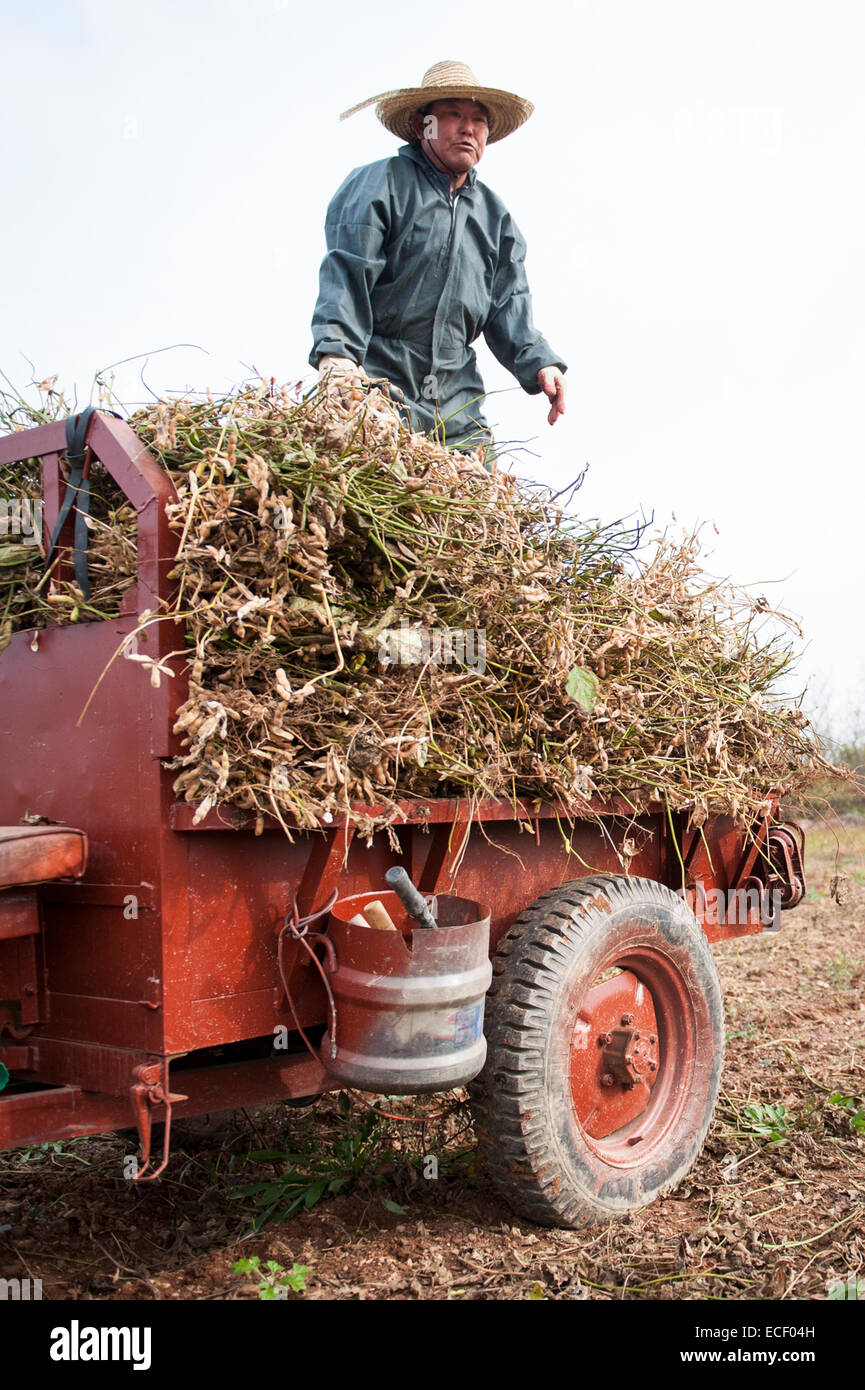 La récolte de soja agriculteur coréen Banque D'Images