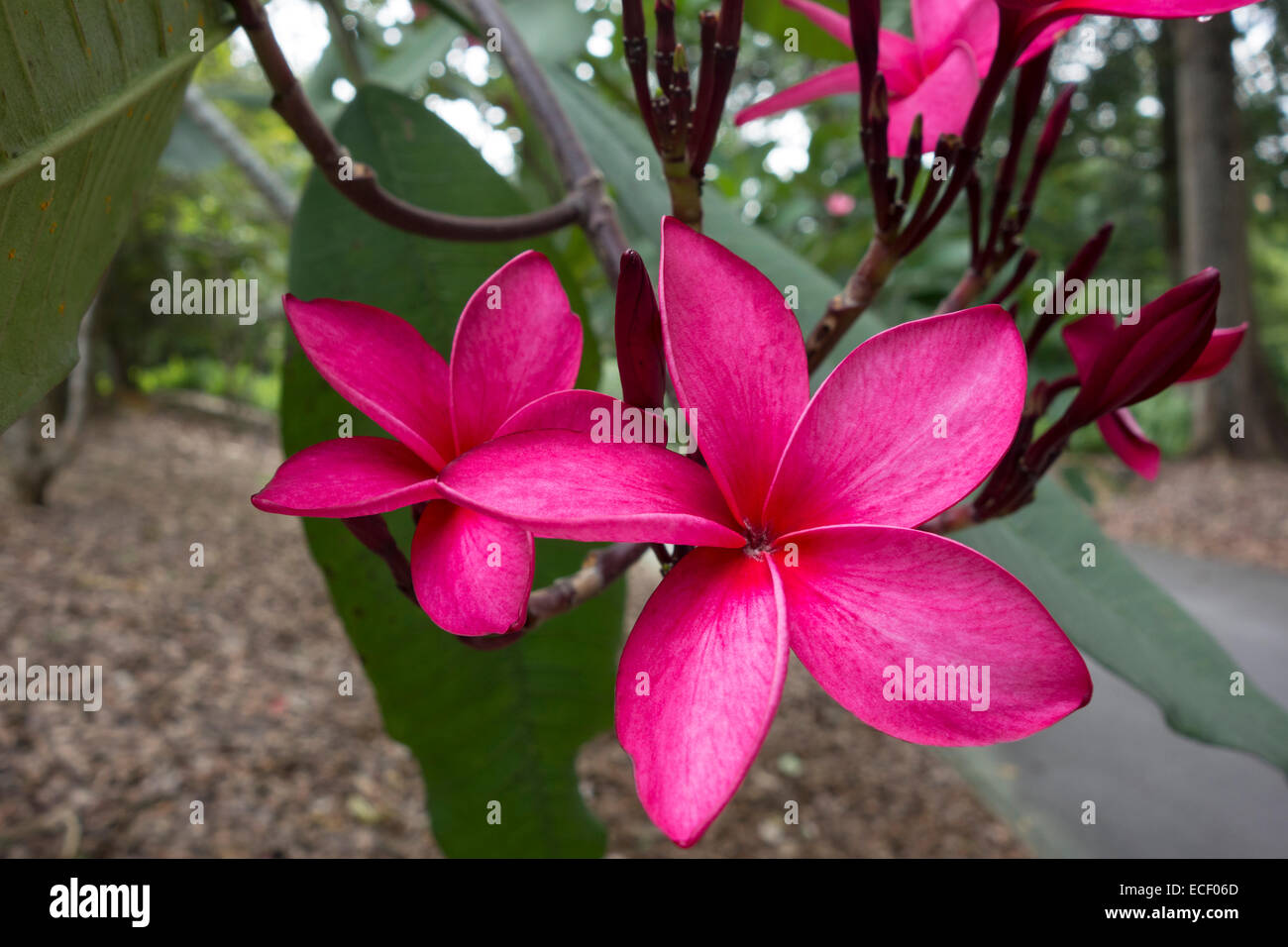 Fleurs roses exotiques Banque de photographies et d'images à haute  résolution - Alamy