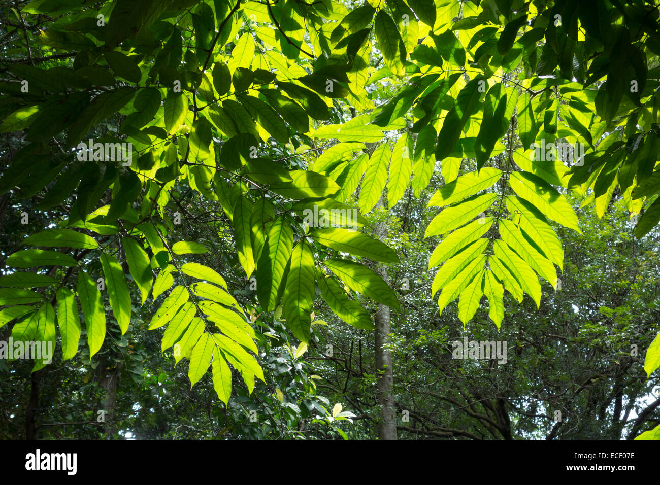 Les feuilles de la canopée de la jungle tropicale silhouetté par le soleil Banque D'Images