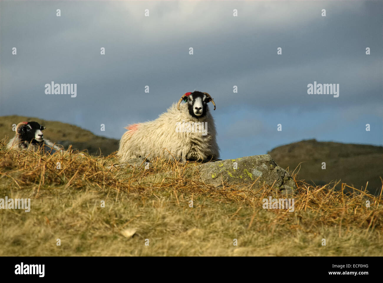 Moutons Swaledale haute sur l'Haweswater Fells dans le Parc National de Lake District, Cumbria, Banque D'Images