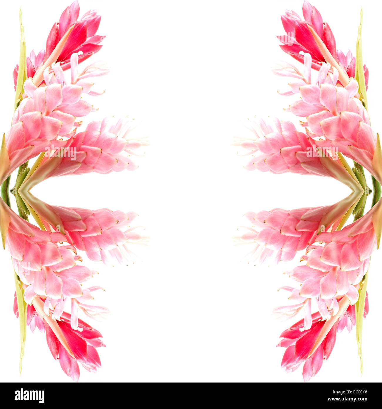 Fleur de couleur rose et rouge, le gingembre ou Alpinia purpurata (Plume d'autruche), isolé sur fond blanc Banque D'Images