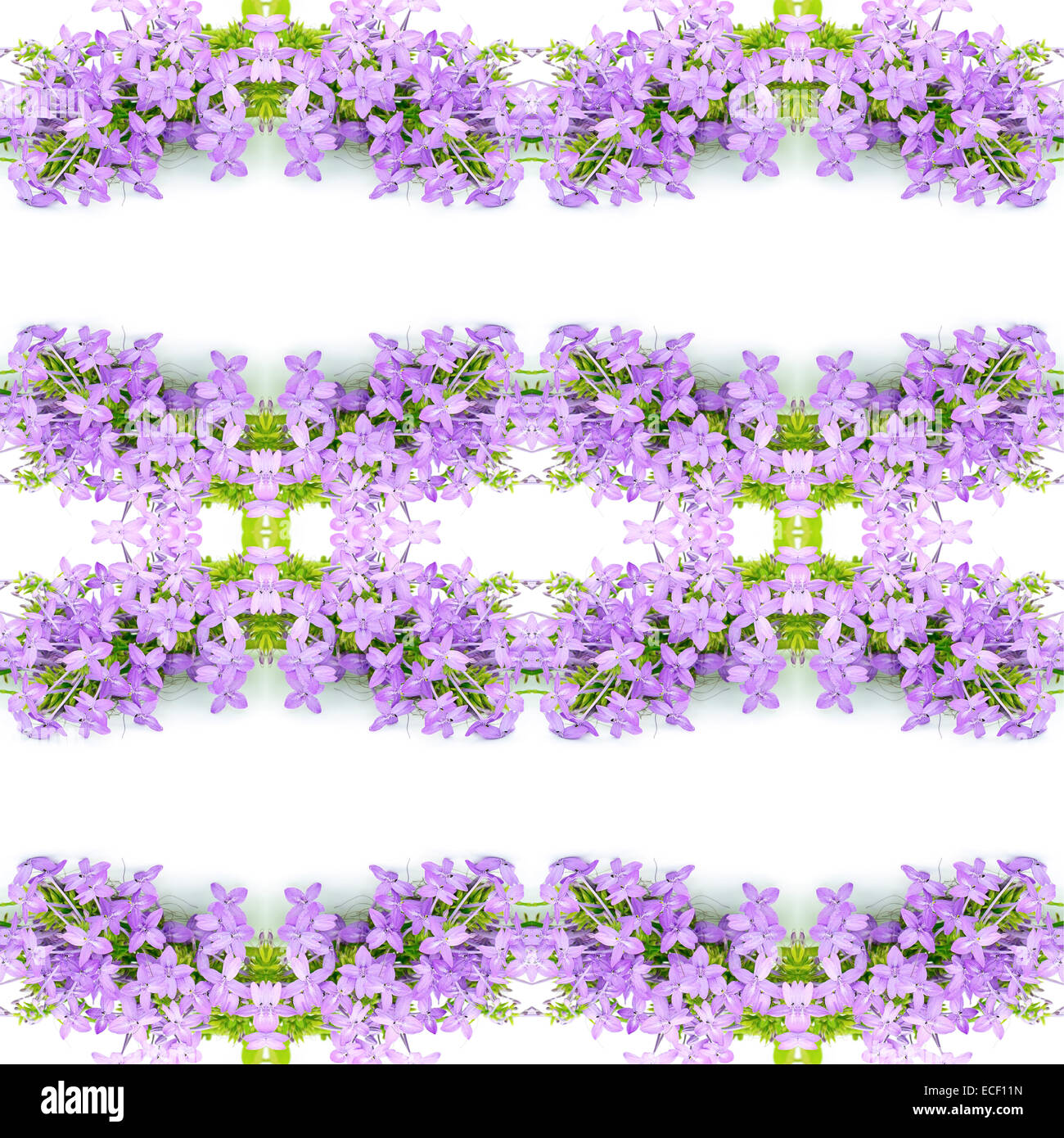Oranger fleur violette, Violette Ixora (Pseuderanthemum andersonii), isolé sur fond blanc Banque D'Images