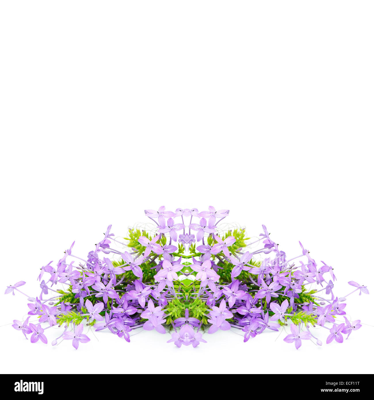 Oranger fleur violette, Violette Ixora (Pseuderanthemum andersonii), isolé sur fond blanc Banque D'Images