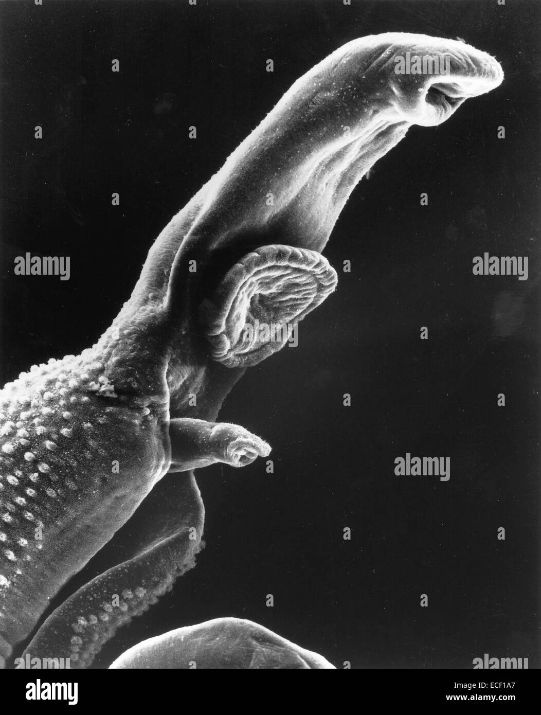 Micrographie électronique à balayage d'un parasite du schistosome, qui entre dans le corps par la peau des personnes entrant en contact avec Banque D'Images