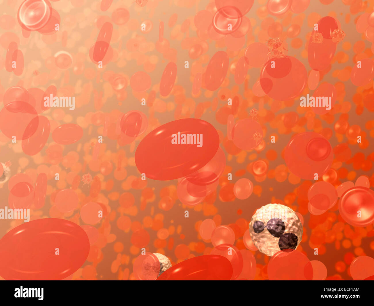 C'est un champ de cellules du sang. Le bi-disques concaves sont les globules rouges ou érythrocytes. La cellule blanche avec l'obscurité, violacé Banque D'Images