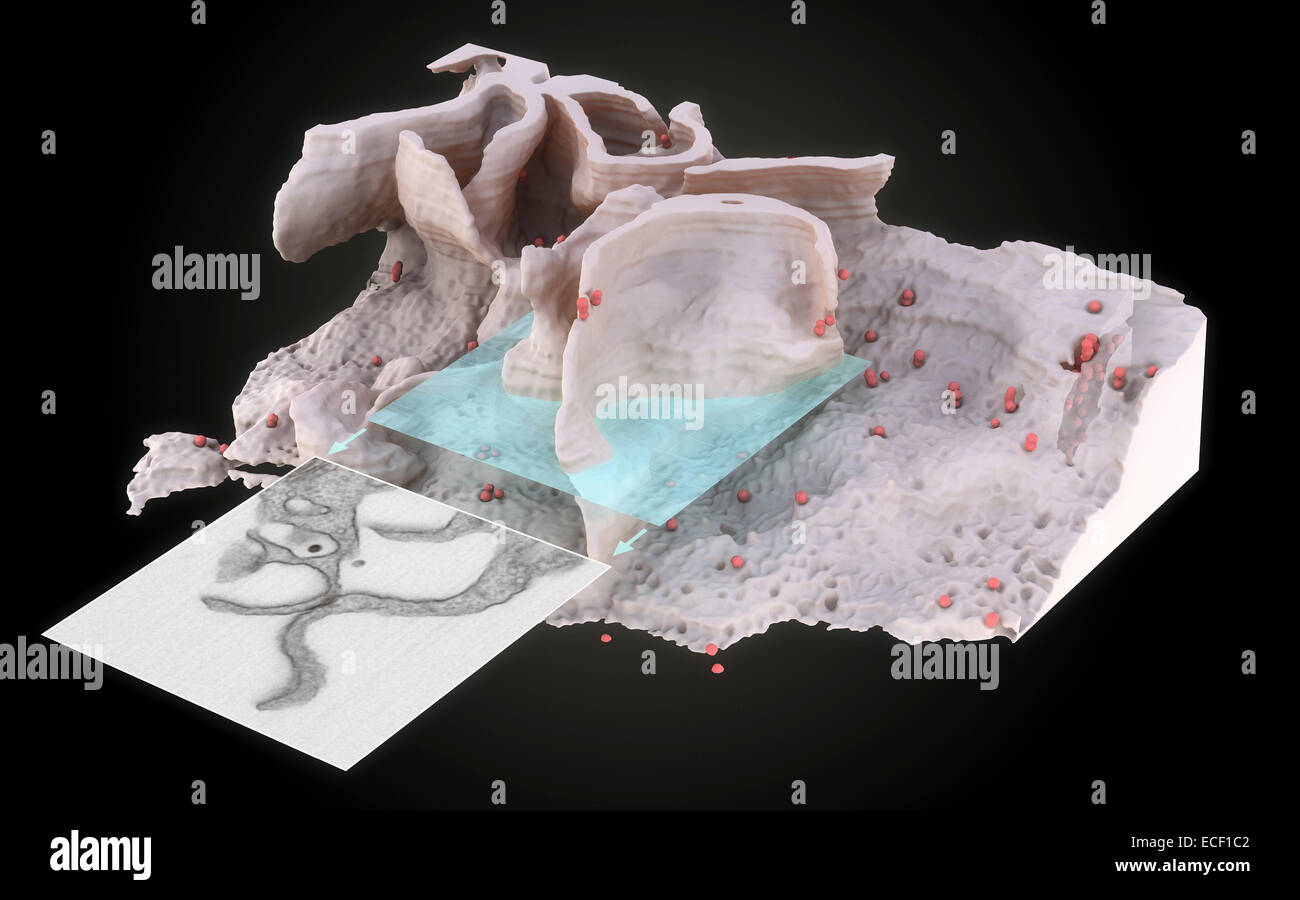 Représentation 3D de la surface et de l'intérieur d'une des macrophages infectés par le VIH obtenues à l'aide d'outils récemment mis au point pour l'imagerie 3D Banque D'Images