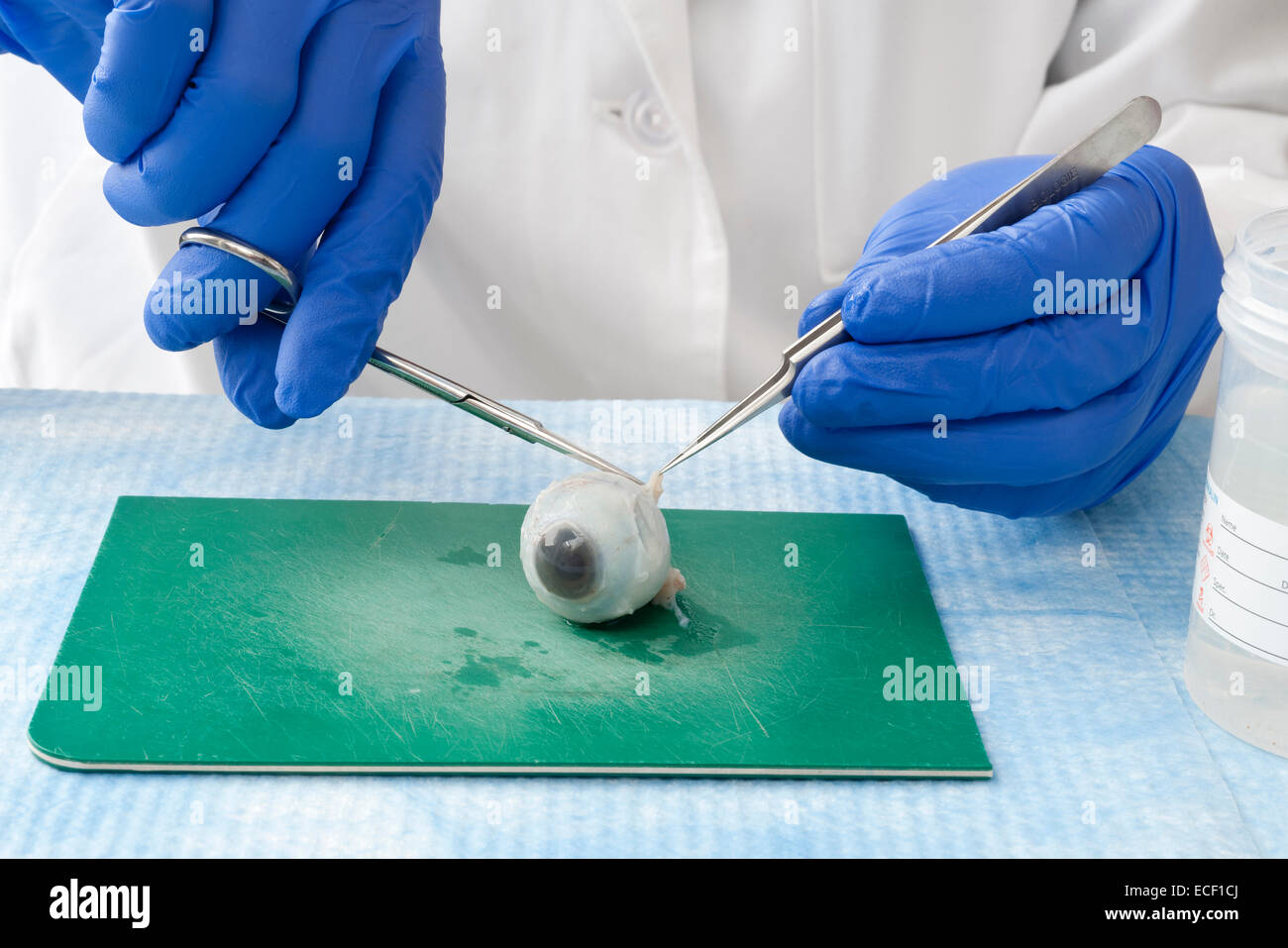 Un laboratoire scientifique prépare un œil humain pour la recherche. Banque D'Images