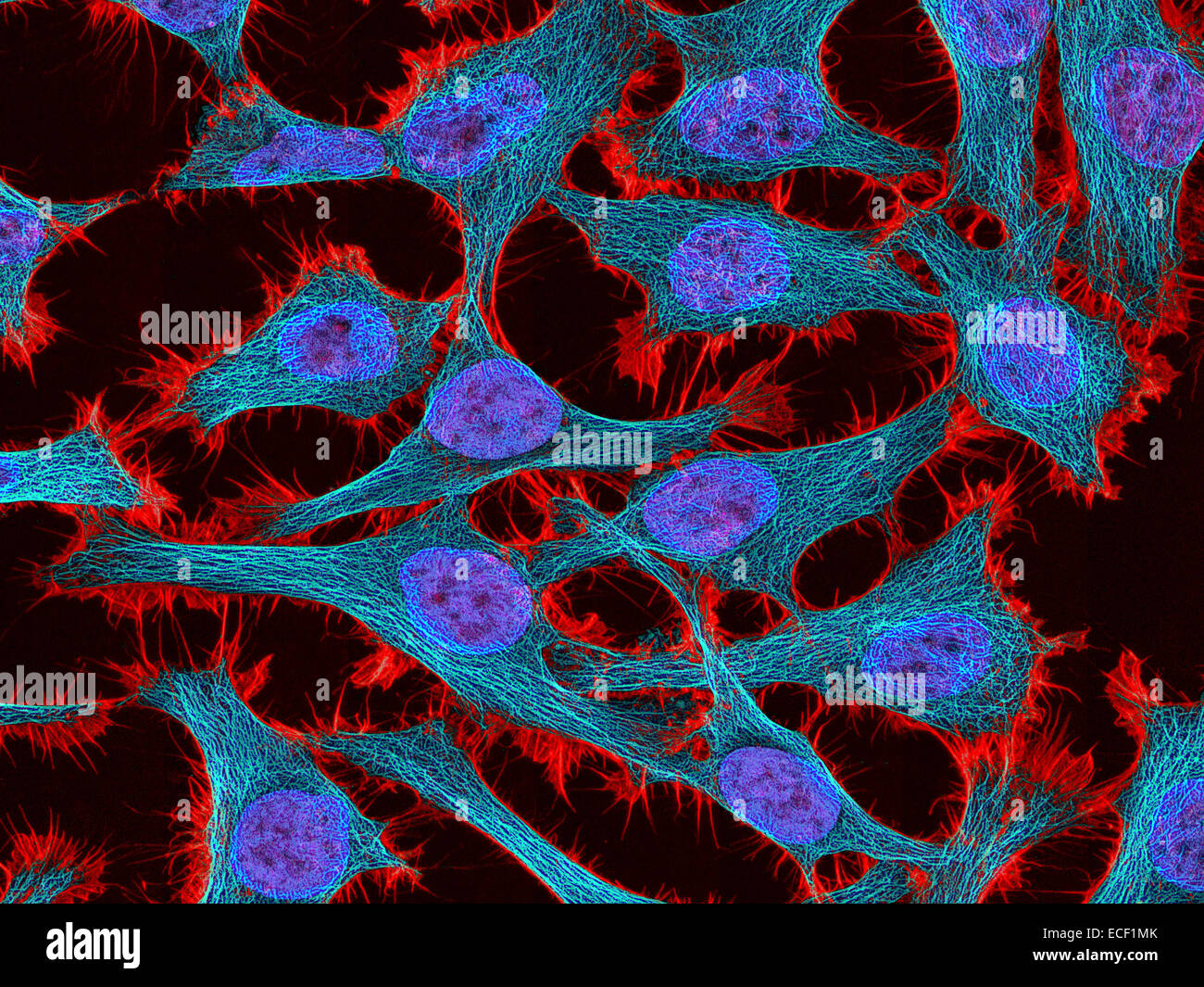 L'image de fluorescence multiphoton de cellules HeLa colorées avec la liaison de l'actine de la phalloïdine toxine (rouge), les microtubules (cyan) et de cellules Banque D'Images