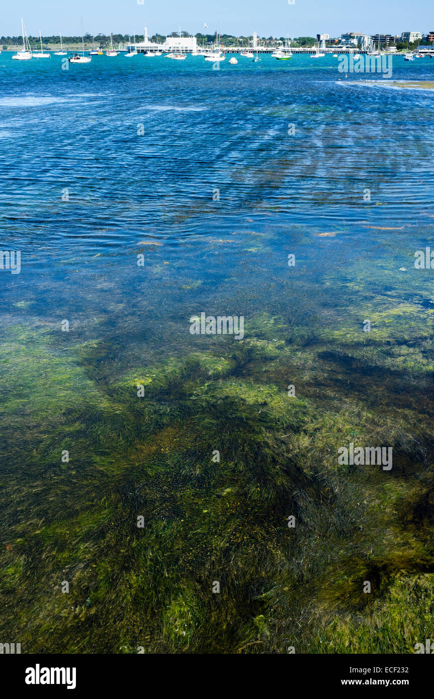 Yachts lointain et vue sur la ville avec des algues flottant dans l'eau bleu vivd en premier plan.g Banque D'Images