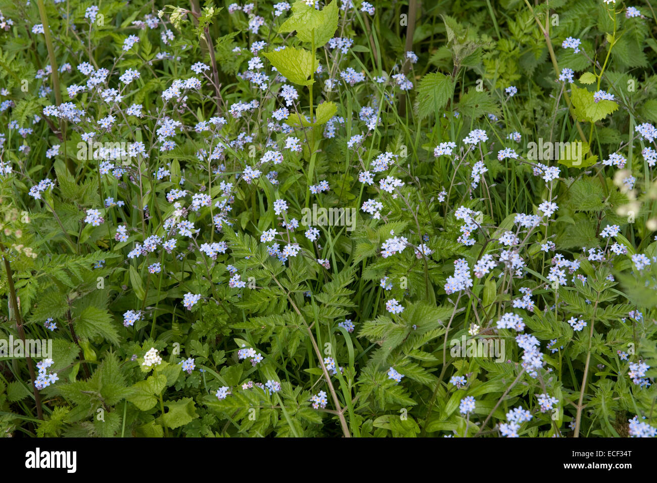 Domaine forget-me-not, Myosotis arvensis floraison sur marge, bordure de Bershire, Mai Banque D'Images