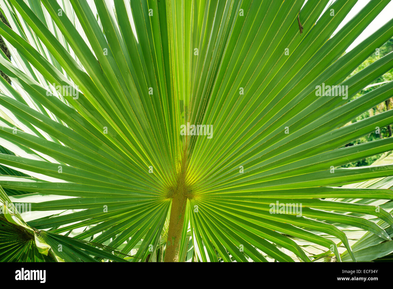 Des feuilles vert géant dans les forêts tropicales Banque D'Images