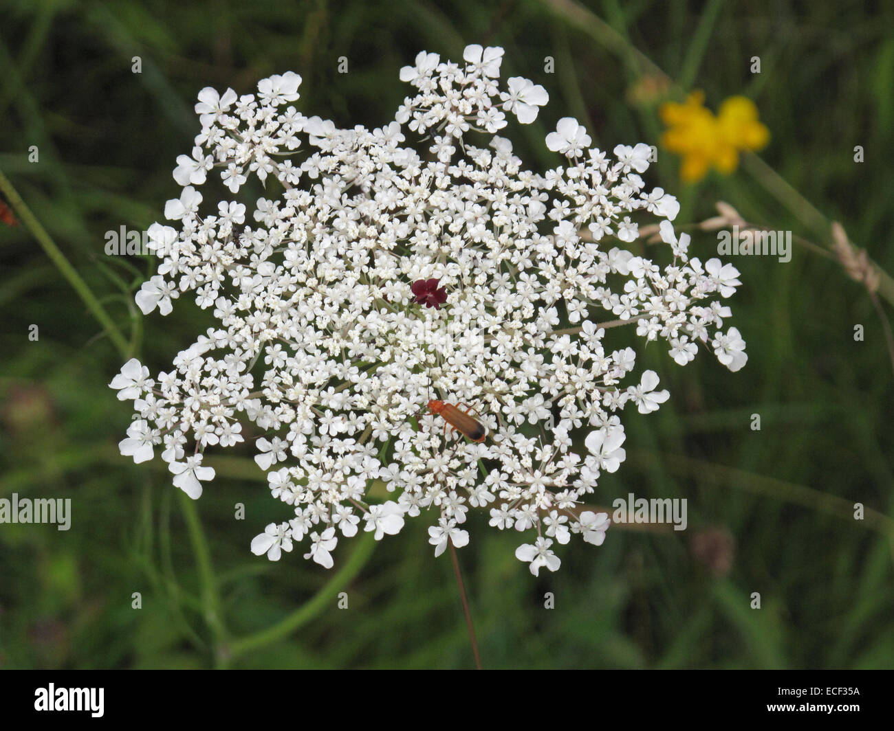 Une ombelle de carotte sauvage, Daucus carota, principalement avec fleur blanche en dehors de l'Europe centrale fleuron rouge profond avec un Banque D'Images