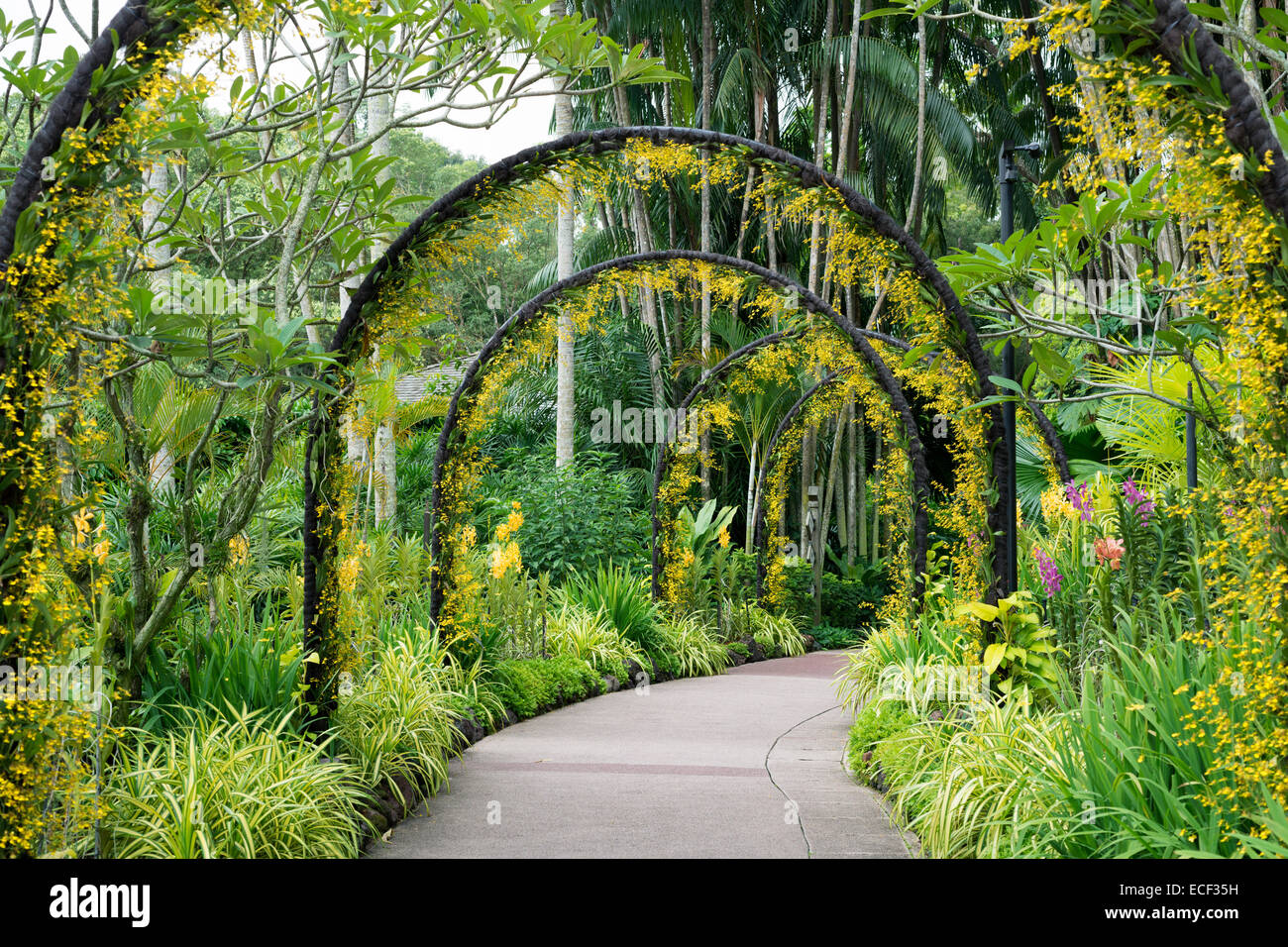 Artificiel pittoresque avec de nombreux arcs fleurs orchidée jaune dans le célèbre Jardin Botanique de Singapour Banque D'Images Artificiel pittoresque avec de nombreux arcs fleurs orchidée jaune dans le célèbre Jardin Botanique de Singapour Banque D'Images