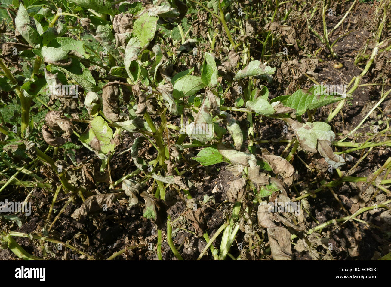 Le mildiou de la pomme de terre, Phytophthora infestans, les dommages