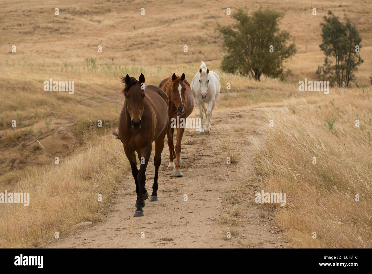 Une photographie de trois chevaux marcher en file indienne sur un très sec de la sécheresse agricole australien. Banque D'Images