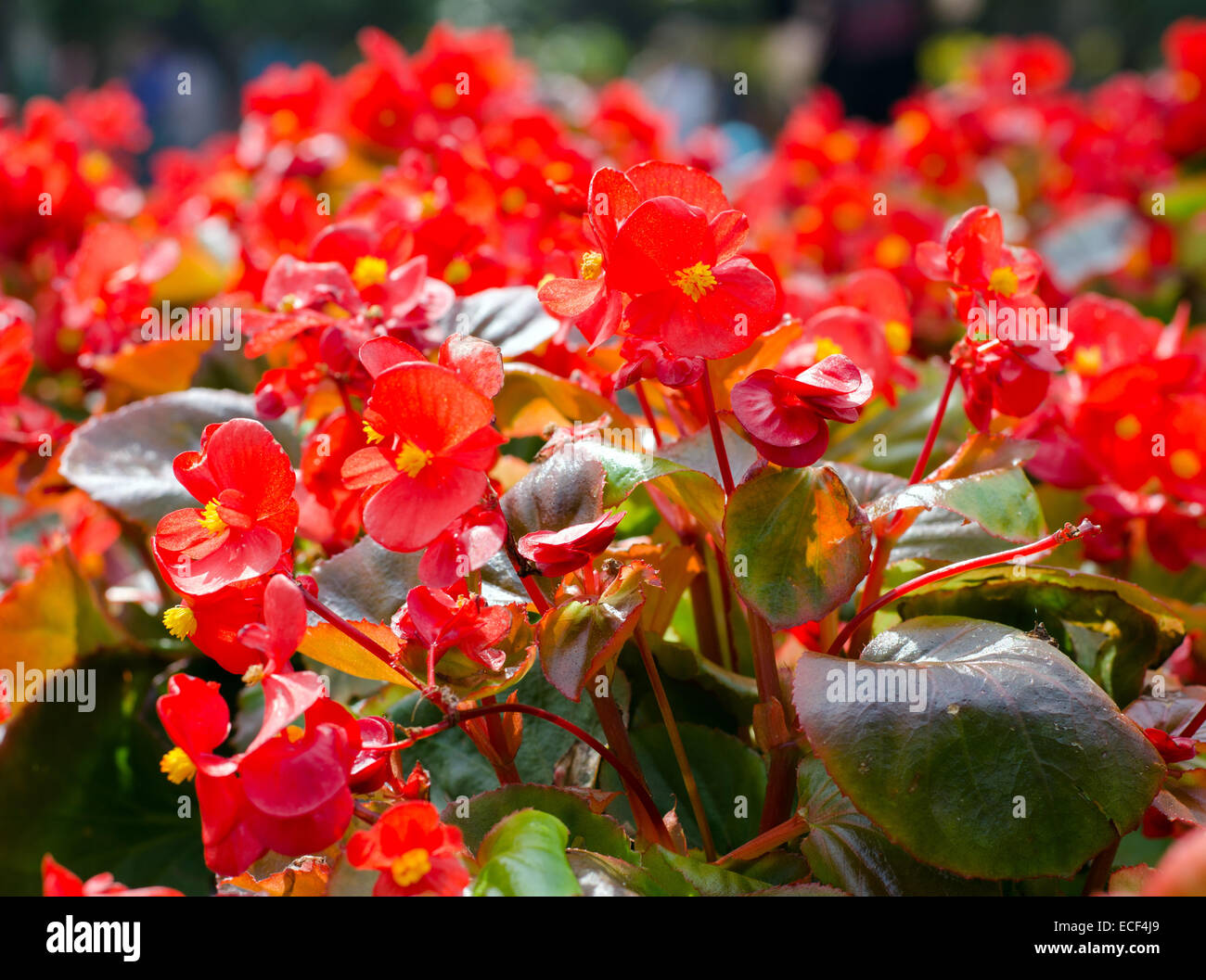 Belle africaine rouge (Spathodea campanulata Tulip tree) Banque D'Images