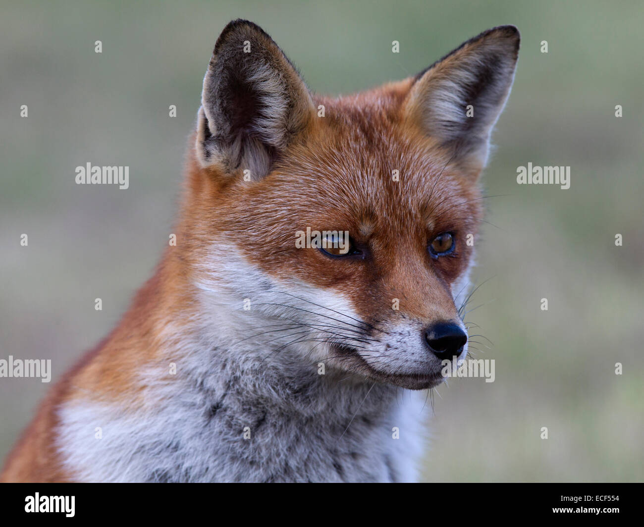 Renard roux Banque D'Images