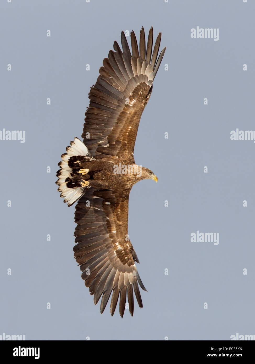 White-tailed eagle en vol Banque D'Images