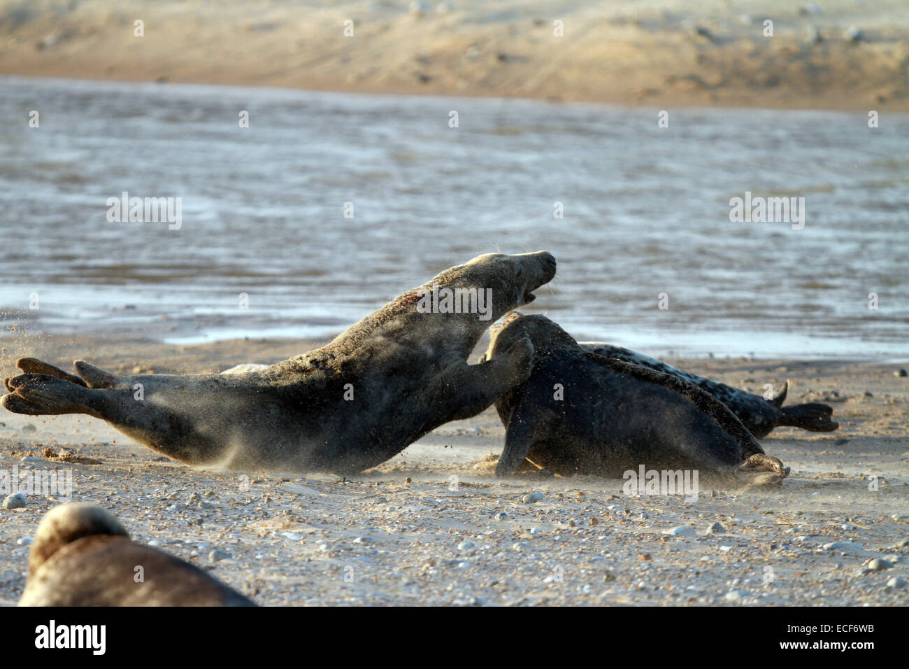 Les joints . . Blakeney, Norfolk, UK . . 10.12.2014 La lutte contre les joints. Un nombre record de jeunes phoques sont nés cette saison à Blakeney plage sur la côte de Norfolk. Le National Trust administré beach a vu une récente d'une année à l'augmentation du nombre de phoques que la colonie se développe dans les nombres. Les Norfolk Wildlife Trust régulièrement les gardes de compter les nouveaux arrivants, qui ont dépassé les 2 100 jusqu'à présent cette saison. De petits moelleux aux taureaux noueux il y a les nouveau-nés qui peuvent vivre jusqu'à l'âge de certains des taureaux à environ 25 ans. **Cette photo ne peut être utilisée que pour un usage éditorial sauf accord contraire** P Banque D'Images