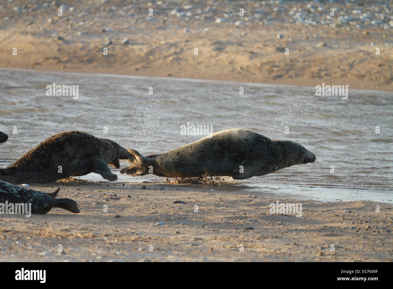 Les joints . . Blakeney, Norfolk, UK . . 10.12.2014 La lutte contre les joints. Un nombre record de jeunes phoques sont nés cette saison à Blakeney plage sur la côte de Norfolk. Le National Trust administré beach a vu une récente d'une année à l'augmentation du nombre de phoques que la colonie se développe dans les nombres. Les Norfolk Wildlife Trust régulièrement les gardes de compter les nouveaux arrivants, qui ont dépassé les 2 100 jusqu'à présent cette saison. De petits moelleux aux taureaux noueux il y a les nouveau-nés qui peuvent vivre jusqu'à l'âge de certains des taureaux à environ 25 ans. **Cette photo ne peut être utilisée que pour un usage éditorial sauf accord contraire** P Banque D'Images