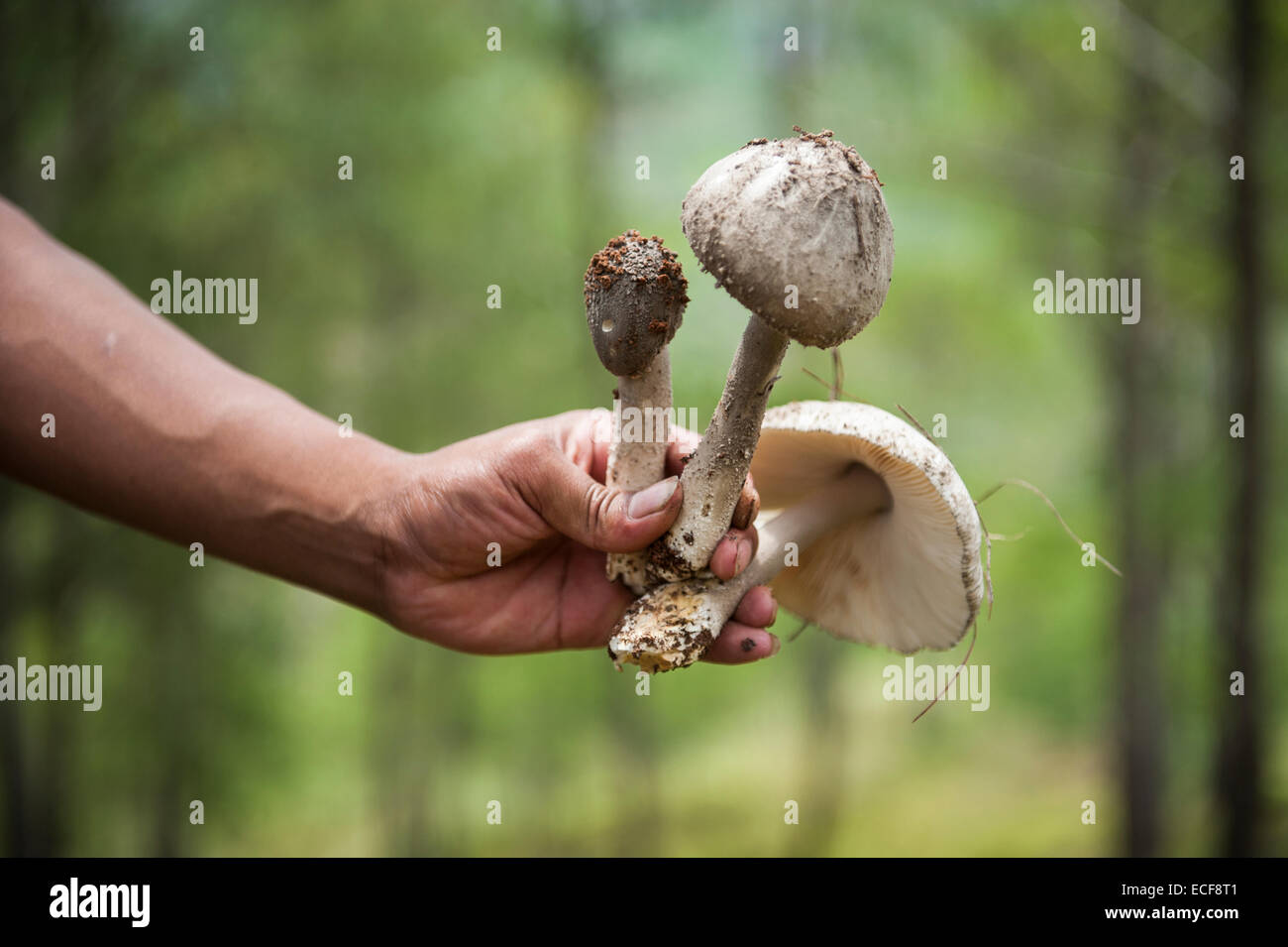 Main tenant un champignon sauvage Banque D'Images