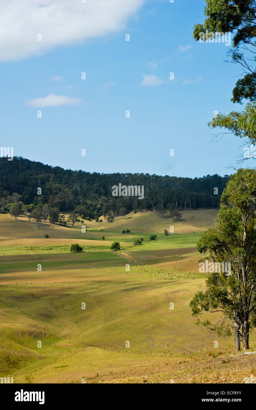 Côte sud-est de l'Road,Merimbula Hills,Agriculture,oiseaux,Bétail Zone, New South Wales, Australie Banque D'Images