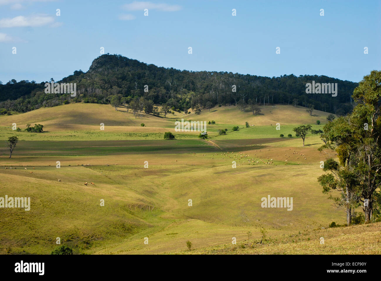Côte sud-est de l'Road,Merimbula Hills,Agriculture,oiseaux,Bétail Zone, New South Wales, Australie Banque D'Images