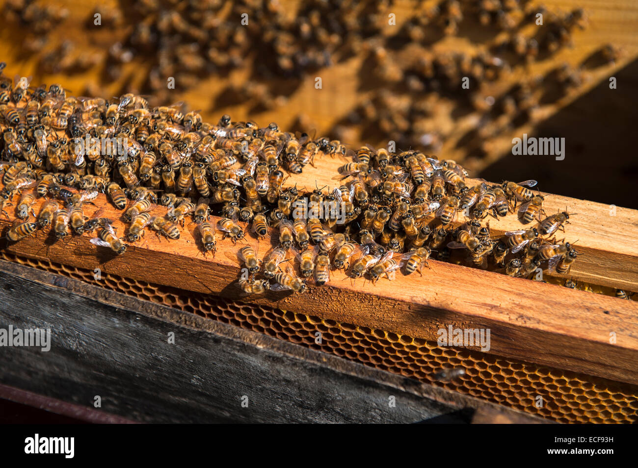 Les abeilles du miel sur un plateau d'abeilles Banque D'Images