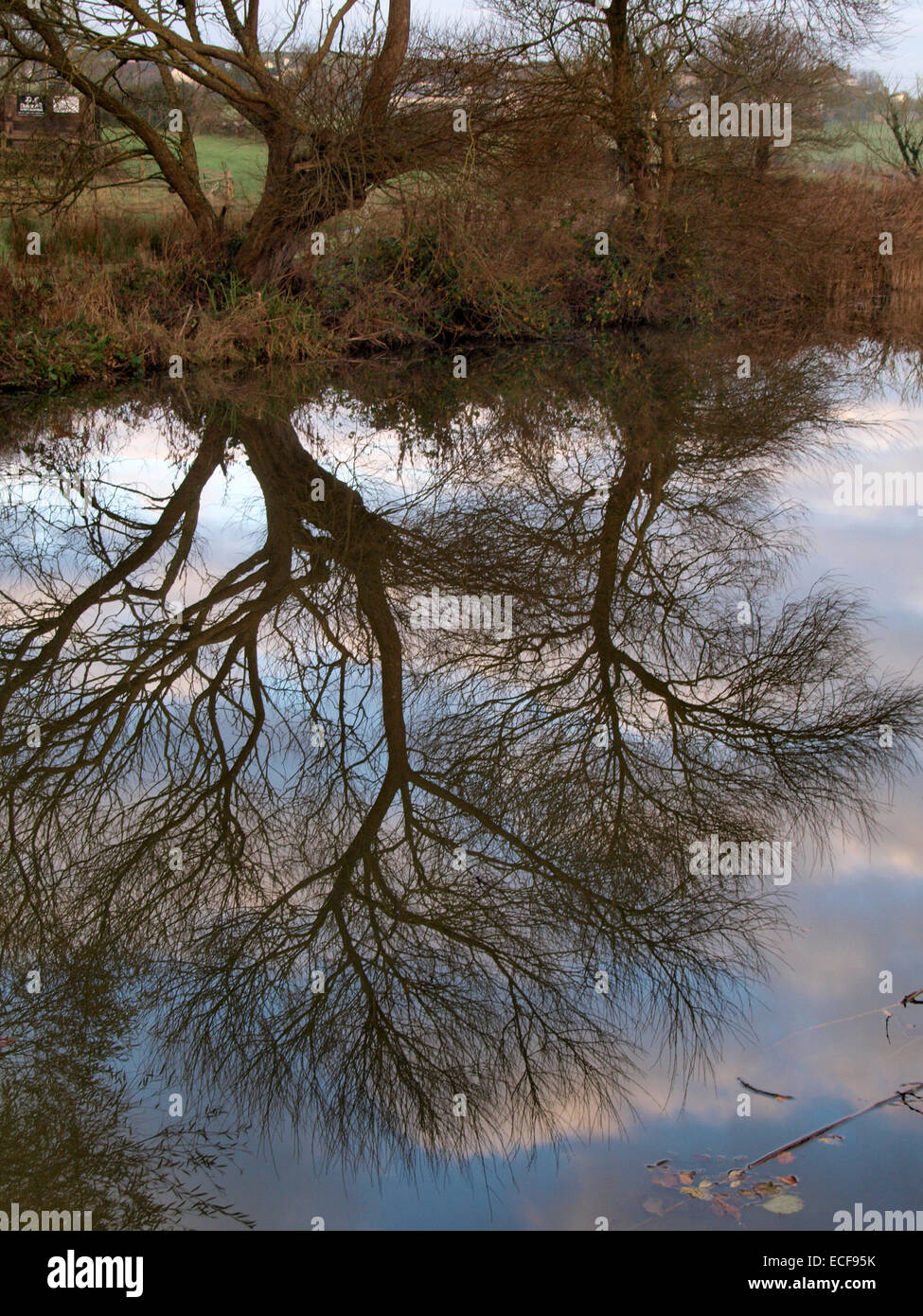 Arbres se reflétant dans l'eau du canal de Bude, Cornwall, UK Banque D'Images