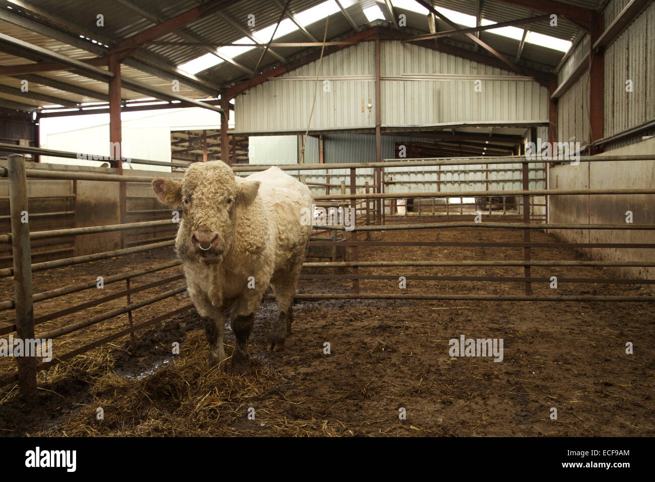 Claremorris, Comté de Mayo, Irlande. 13 Décembre, 2014. Benjy Le Gay-Bull en attente d'être transporté de Hillside Animal Sanctuary, Claremorris, Comté de Mayo à son nouveau domicile au Royaume-Uni. Il a été le plus de bovins, et sa sexualité a signalé son sort et lui a valu les manchettes dans le monde de la Russie au Canada et à travers l'Europe d'aussi loin que la Nouvelle-Zélande et l'Australie déclencher une campagne de collecte de fonds en ligne pour le sauver qu'est assuré le concours de Simpsons co-créateur, Sam Simon. Credit : Keith Heneghan/Alamy Live News Banque D'Images