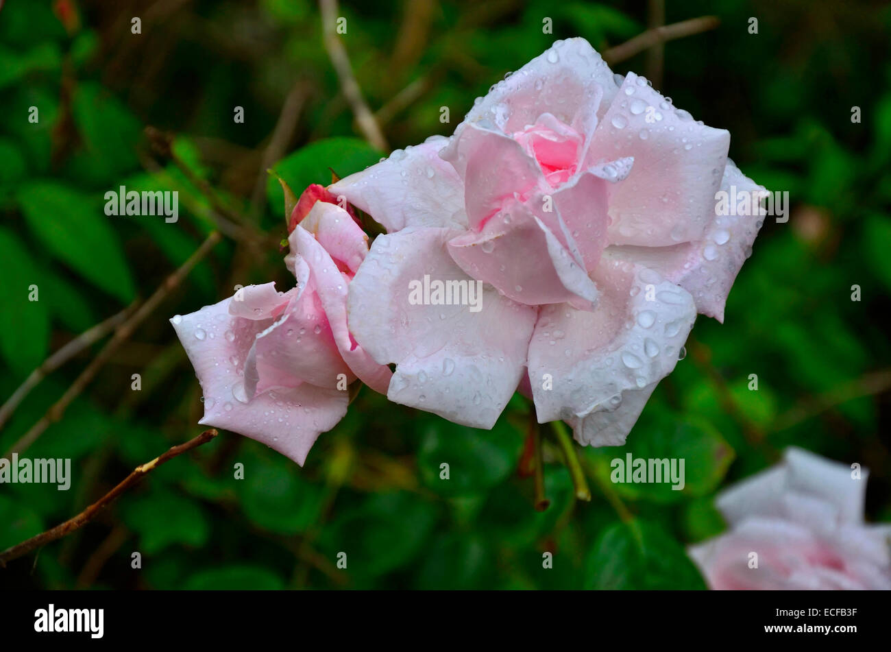 Close up of soft blanc et rose rose avec des gouttes de pluie Banque D'Images