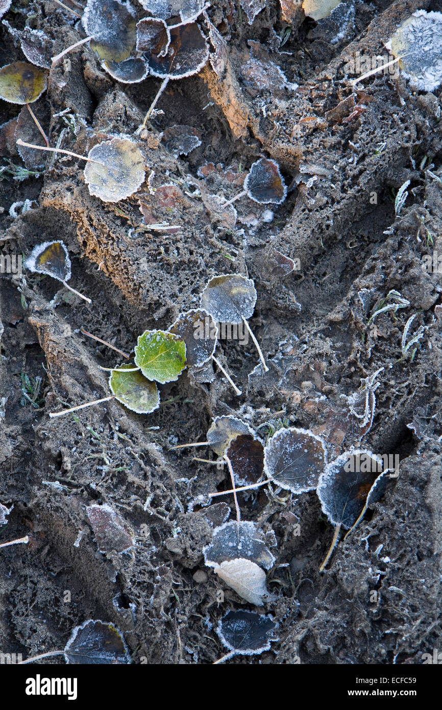 Feuilles congelés dans une piste de roue. Peut être utilise comme arrière-plan Banque D'Images