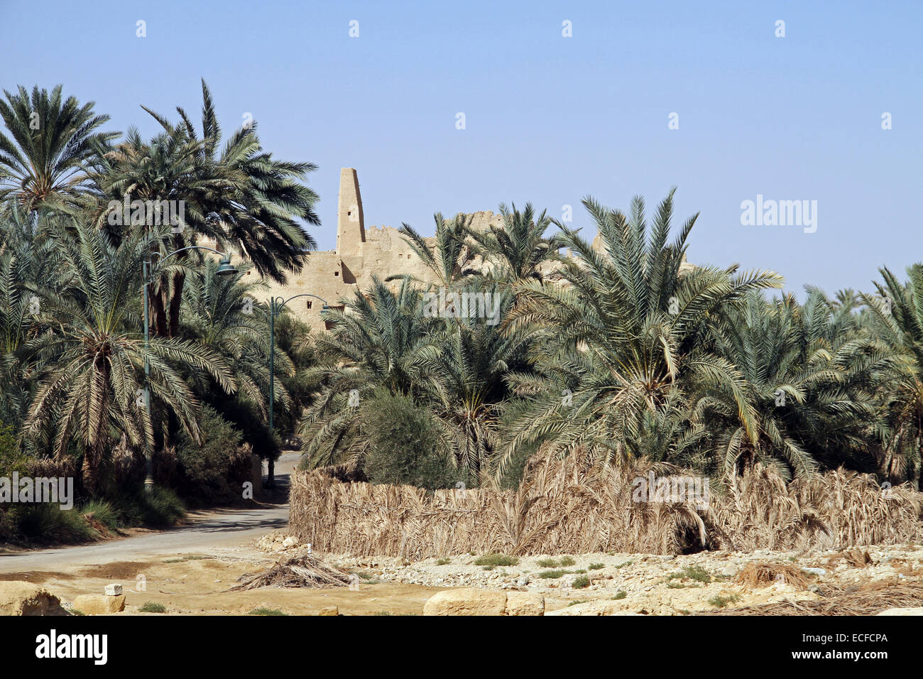 Le Temple de l'Oracle (aussi connu comme le Temple d'Amon) se lève sur les palmiers dans le village d'Aghurmi à Siwa, Egypte Banque D'Images