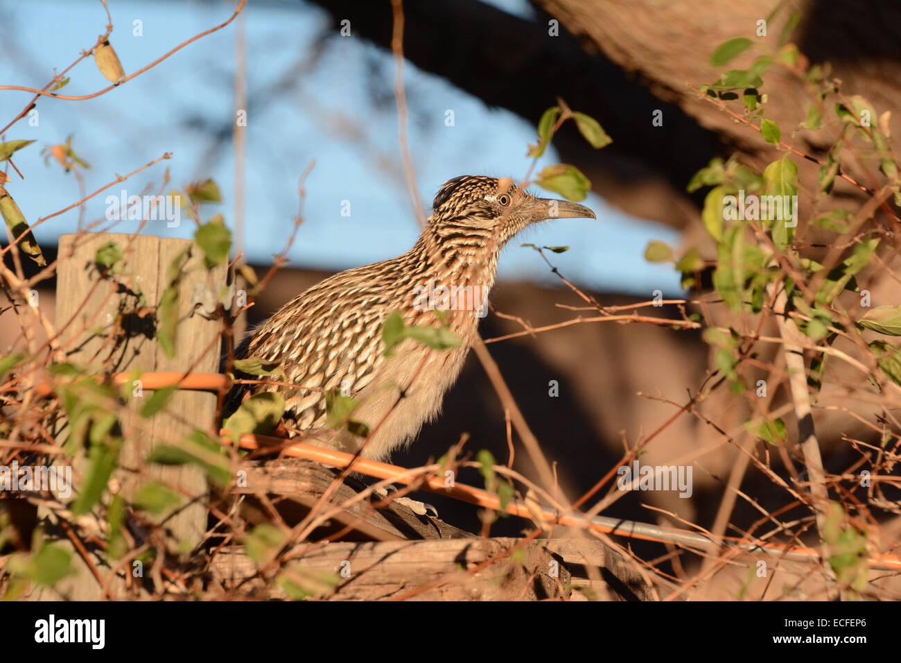 Roadrunner en vertu de mûrier en cour du photographe Albuquerque, Nouveau Mexique - USA Banque D'Images