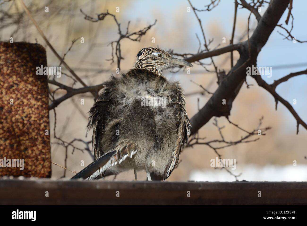 Roadrunner réchauffant son fanny à la maison du photographe à Albuquerque, Nouveau Mexique - USA. Banque D'Images