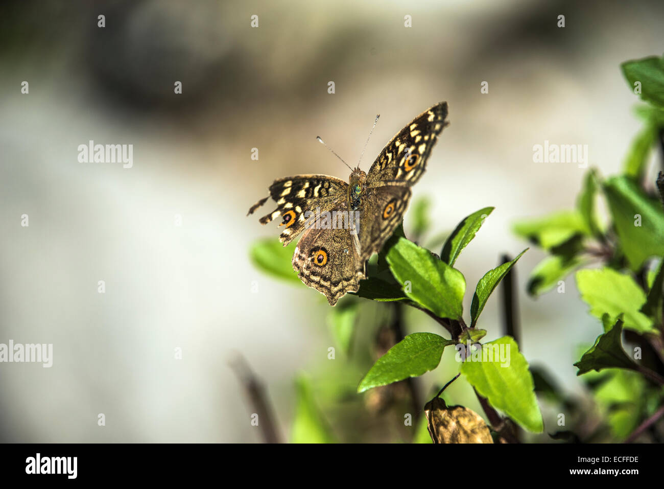 Papillon brun. Banque D'Images