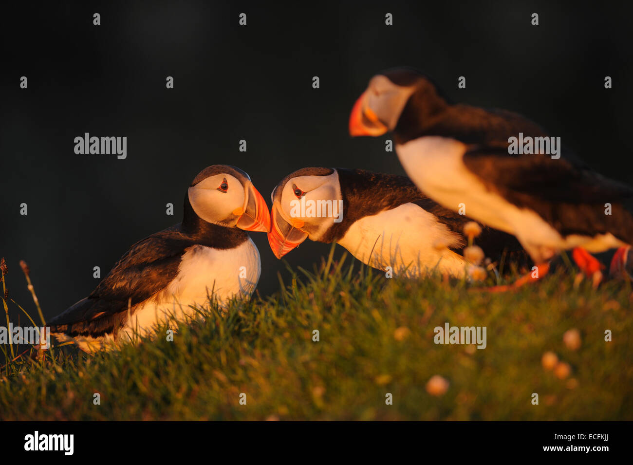 Macareux moine (Fratercula arctica), Latrabjarg, Islande. Juillet 2012 Banque D'Images