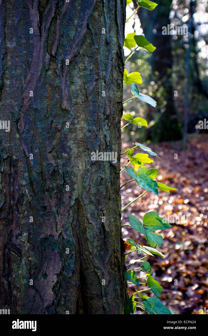 Ivy growing on tree trunk Banque D'Images