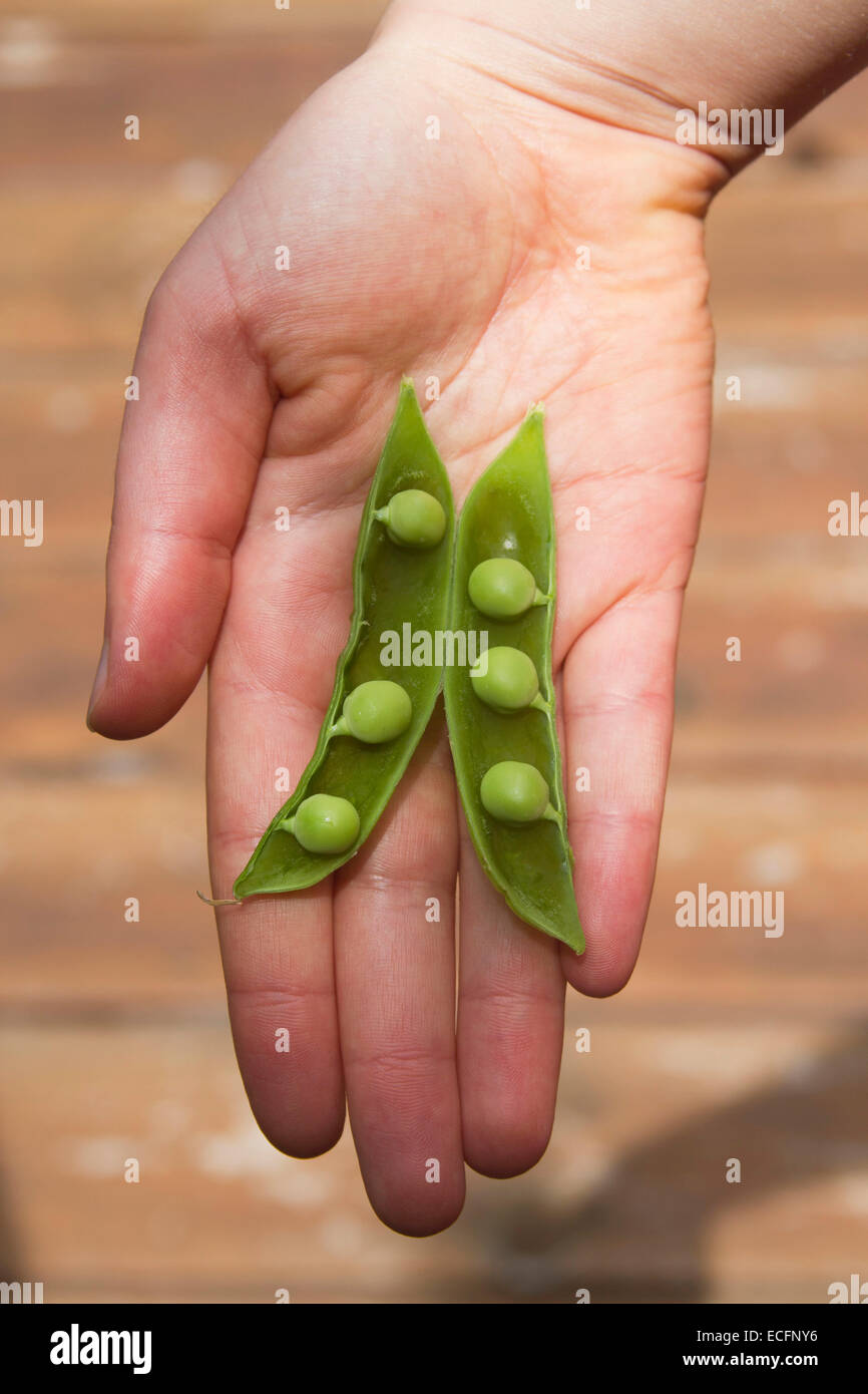 Une jeune main tenant une gousse de pois avec tous les petits pois à la ronde, et l'un disparu de pois Banque D'Images