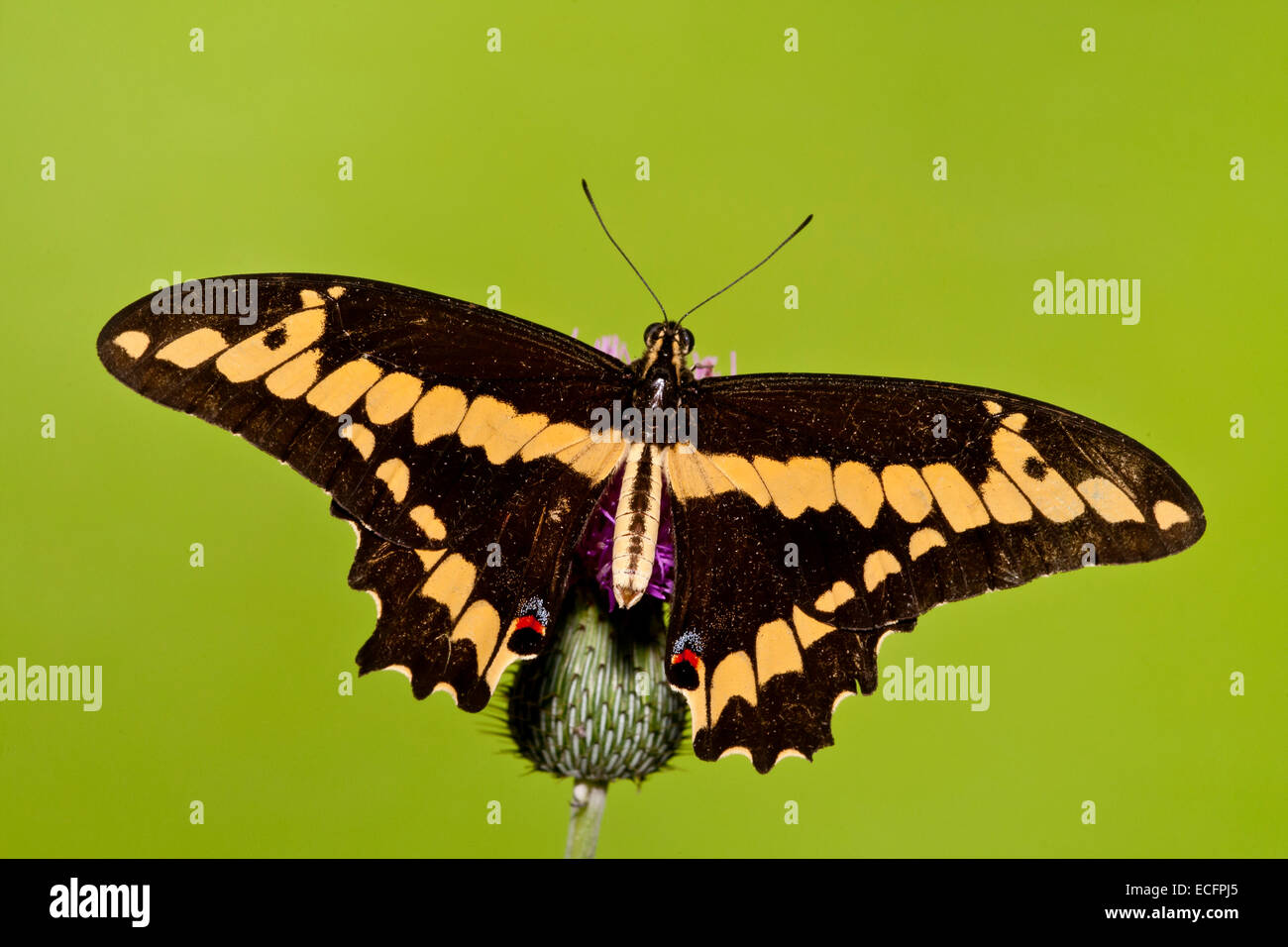 Giant swallowtail butterfly Banque D'Images