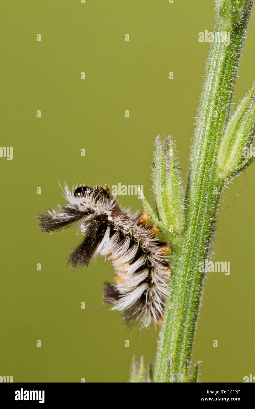 L'asclépiade Tiger Moth Caterpillar Banque D'Images