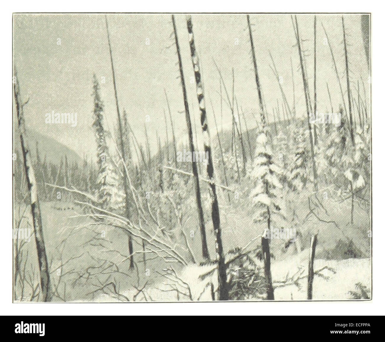Une illustration réalisée en 1896 par Pike montrant du bois brûlé dans un paysage hivernal, mettant l'accent sur les conditions environnementales difficiles et les conséquences d'un incendie. Banque D'Images