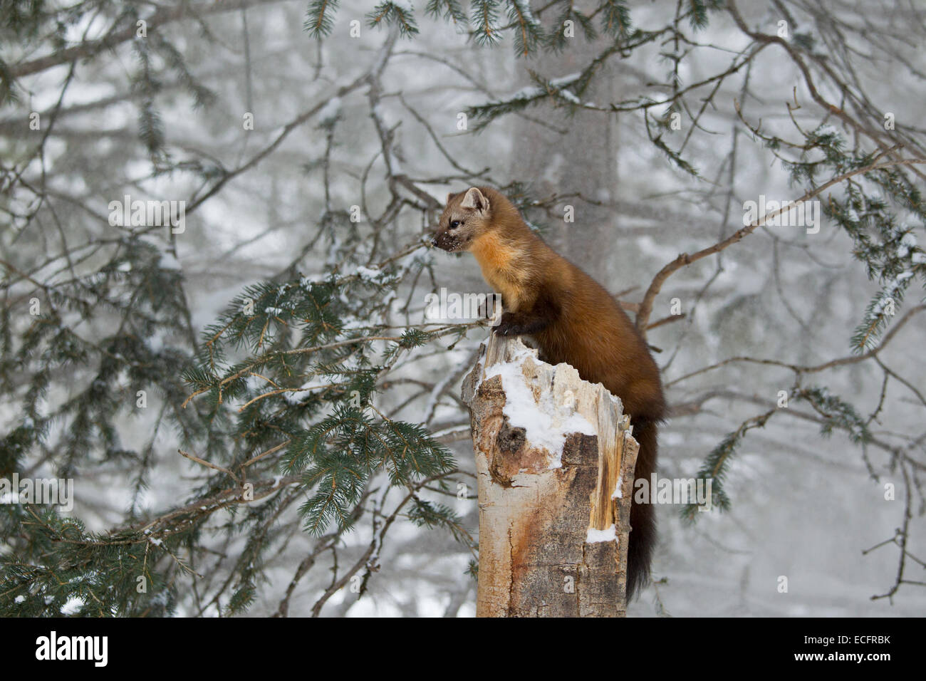 La martre des pins dans le Parc National de Yellowstone Banque D'Images