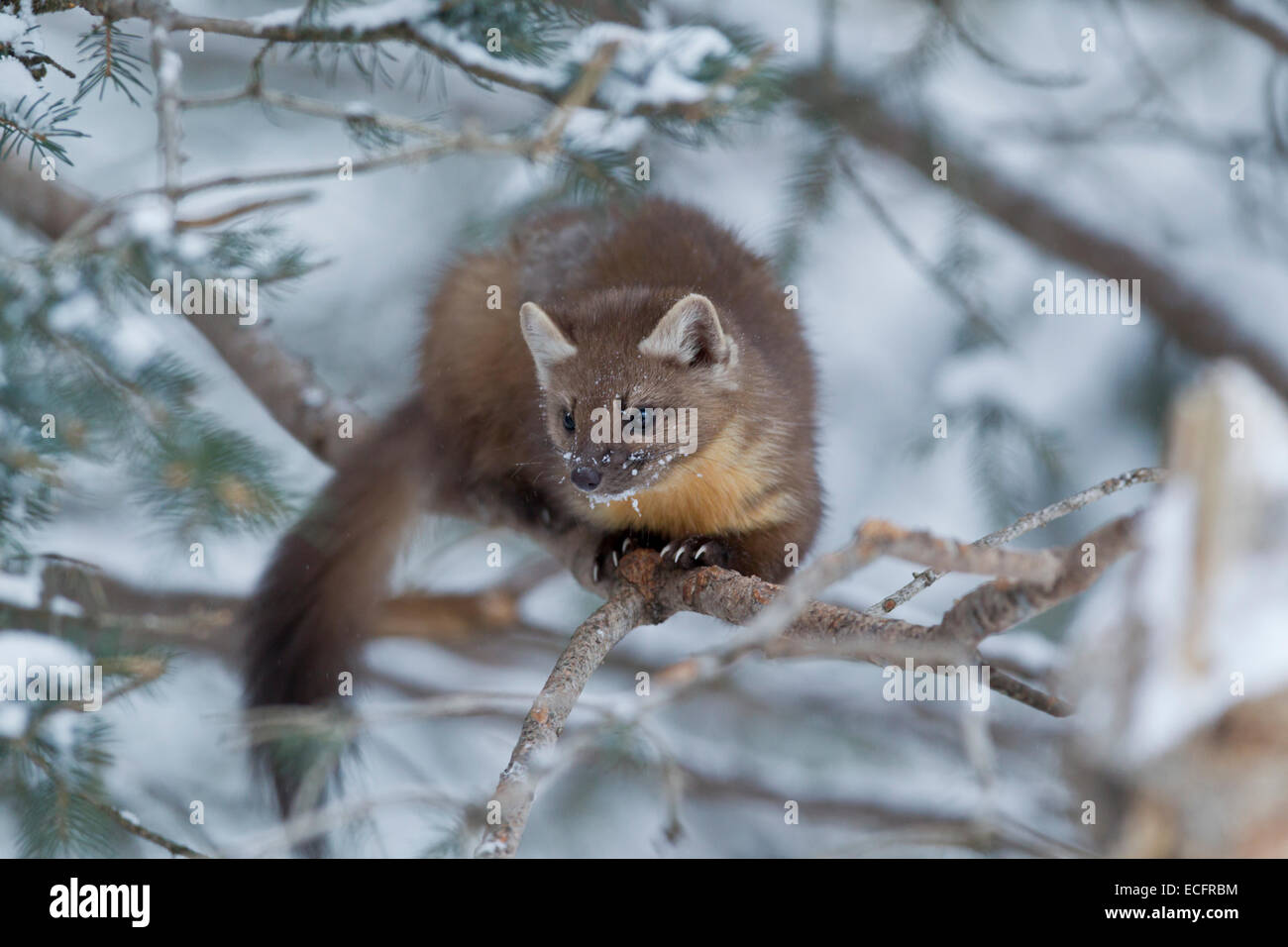 La martre des pins dans le Parc National de Yellowstone Banque D'Images