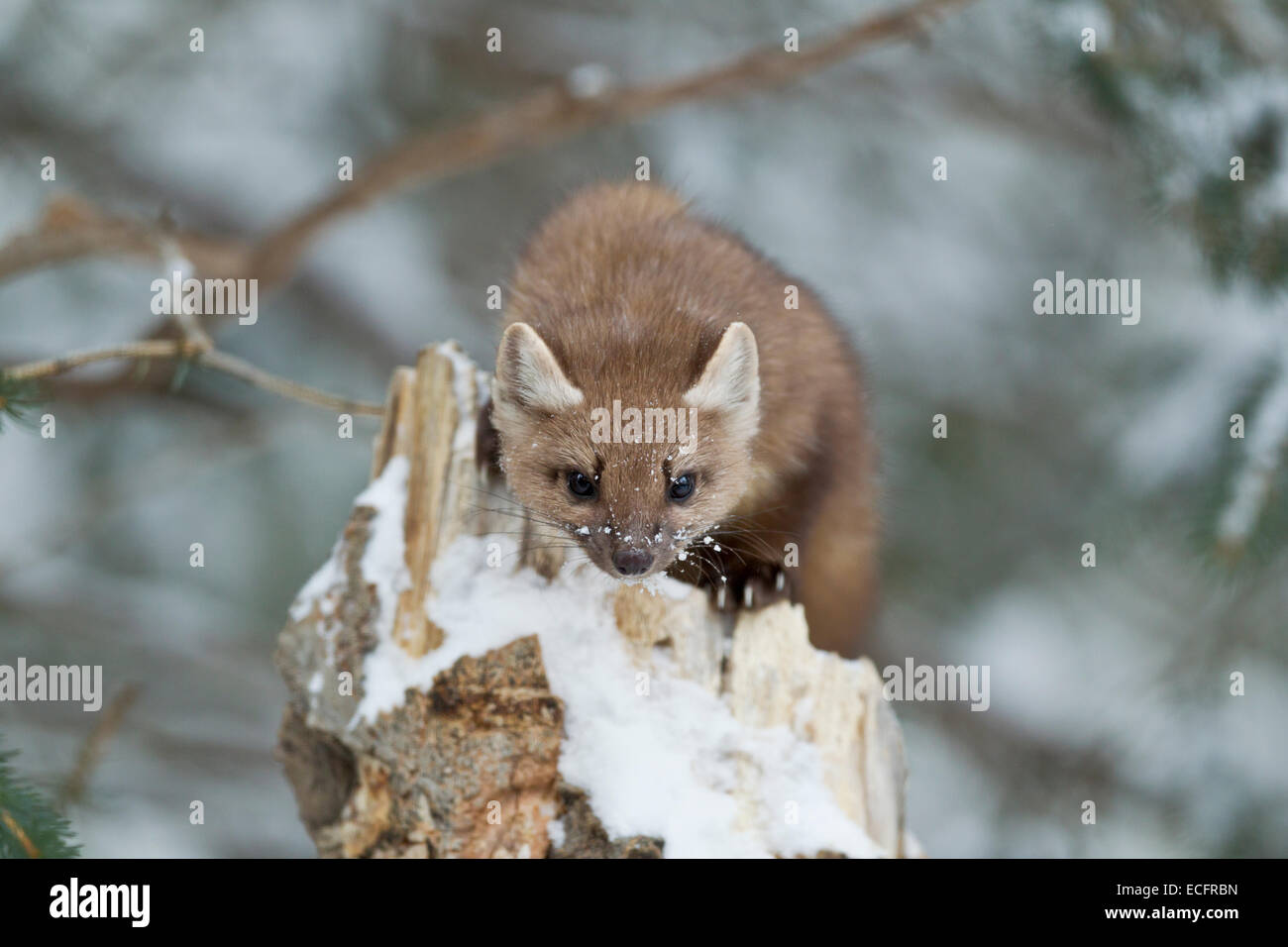 La martre des pins dans le Parc National de Yellowstone Banque D'Images